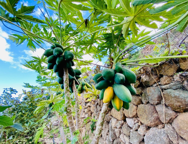 Terreno en venta en camino de la Corujera s/n