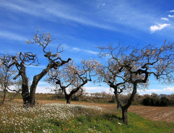 Terreno en venta en L'Ametlla de Mar