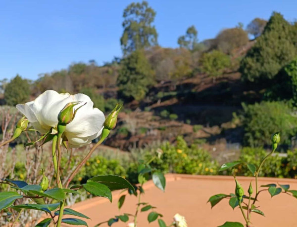 Finca rústica en venta en Hoya Del Pedregal