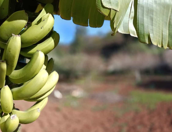 Finca rústica en venta en Hoya Del Pedregal