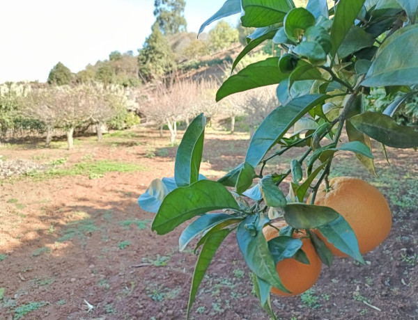 Finca rústica en venta en Hoya Del Pedregal