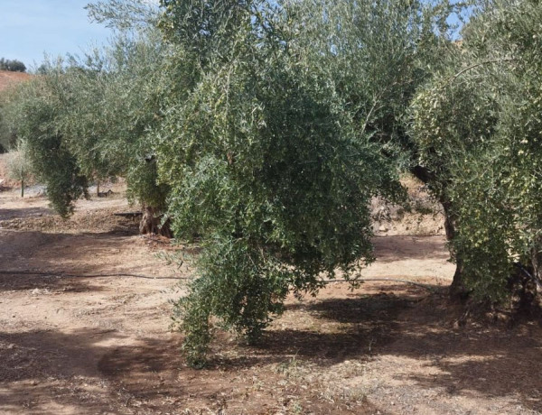 Finca rústica en venta en Mengíbar