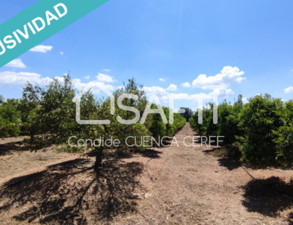 ¡Se vende finca agrícola de 47 ha! Ideal para Inversores.