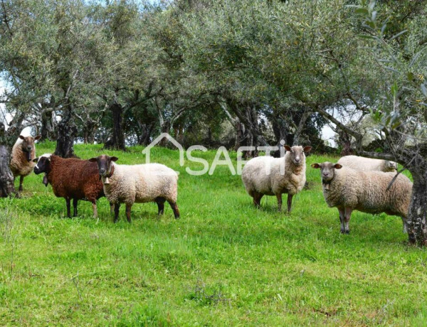 Fantástica finca rústica en pleno Sierra de Gata.