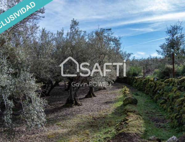 Descubre la magia del olivar en el corazón de la Sierra de Gata