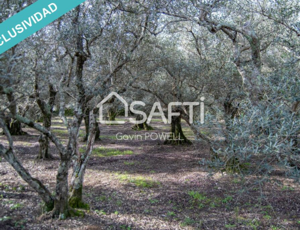 Descubre la magia del olivar en el corazón de la Sierra de Gata