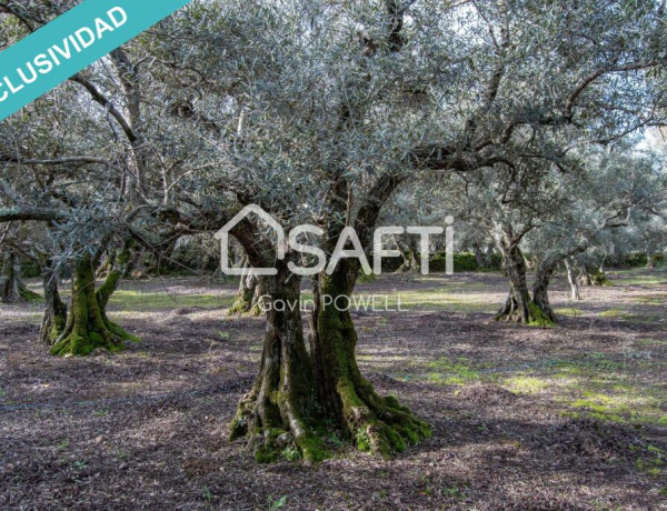 Descubre la magia del olivar en el corazón de la Sierra de Gata