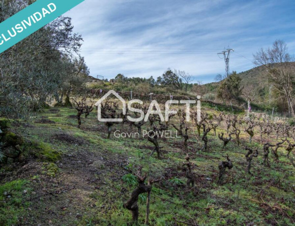 Descubre la magia del olivar en el corazón de la Sierra de Gata