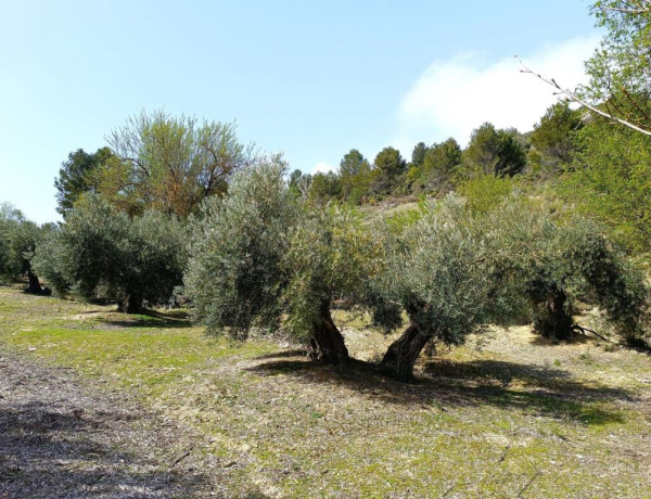 SE VENDE GRAN PARCELA CON OLIVOS, PISCINA Y CHALET