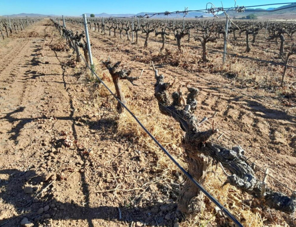 FINCA DE VIÑEDO DE 17,5 HECTARIAS CON NAVE EN YECLA