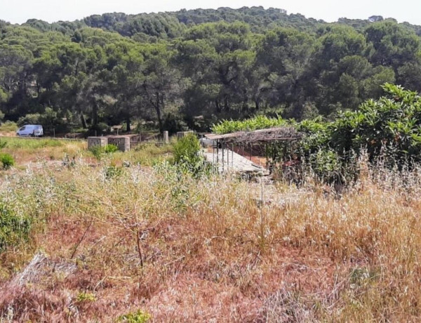 Rustic land For sell in Sagunto in Valencia 