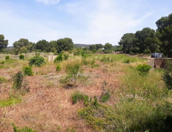 Rustic land For sell in Sagunto in Valencia 