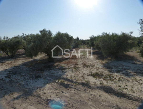 Encantadora parcela de olivos, Fortuna Murcia.