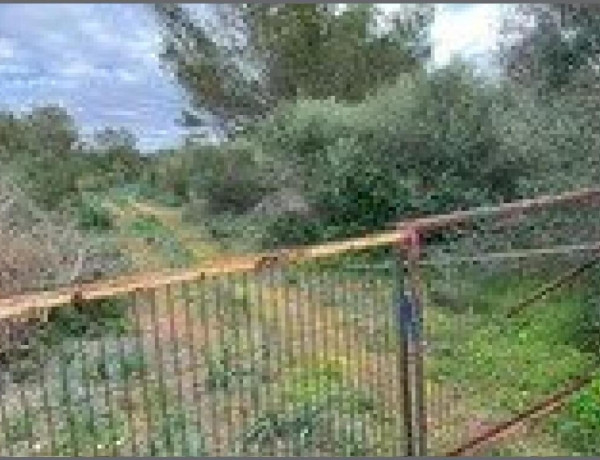 Amplio terreno agrario con pozo propio y mucha vegetacion, a pocos minutos de la playa