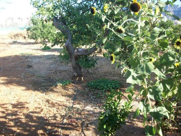 Chalet en Barrio Les Bassetes-El Marjal