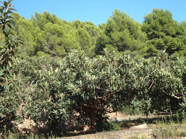 Terreno en partida Segarra s/n sn