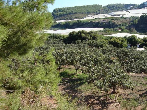 Terreno en partida Segarra s/n sn