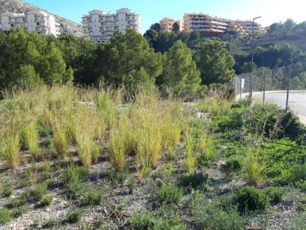 Terreno en Centro Ciudad