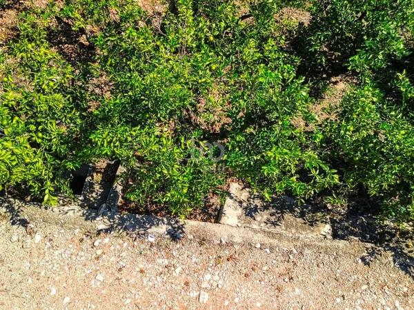 Terreno en Banyeres de Mariola