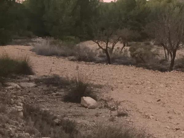 Terreno en Partida Bellongues, 29 PolgonolasHiguerasparcela