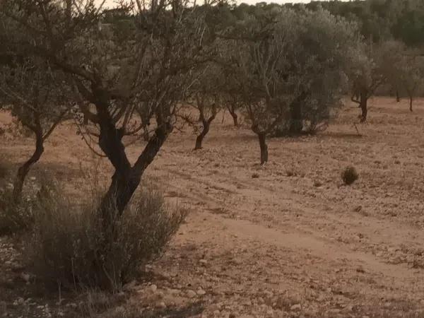 Terreno en Partida Bellongues, 29 PolgonolasHiguerasparcela