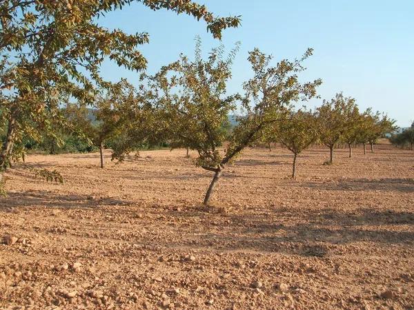 Terreno en Biar