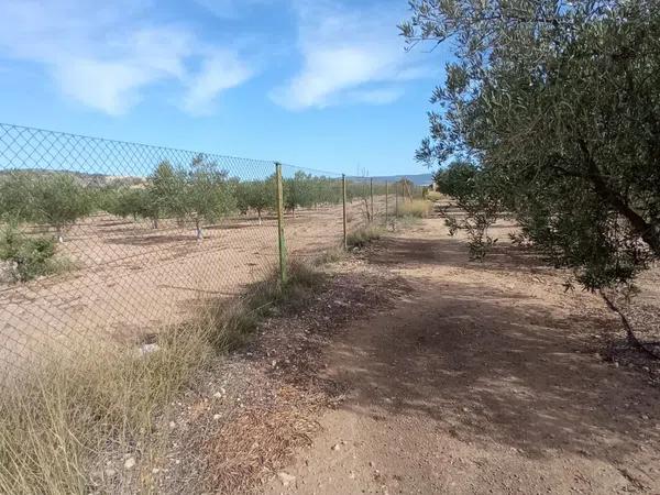 Terreno en camino Canyada