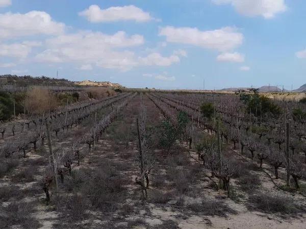 Terreno en polígono 35, 7