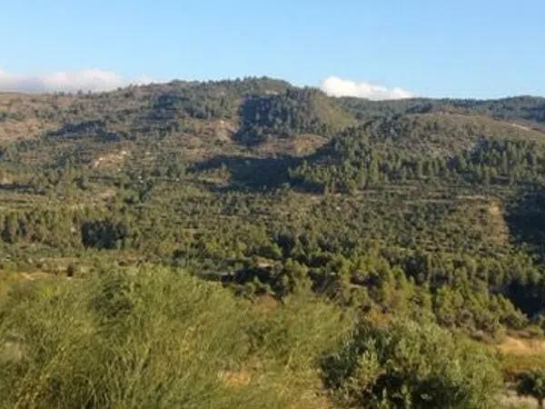 Terreno en camino del Oratori a Solana, 94 Parcela