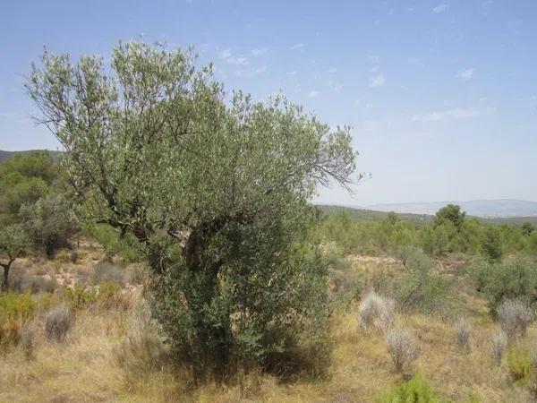 Terreno en via del Mediterráneo