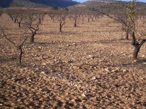 Terreno en Partida Cabezo de la Virgen