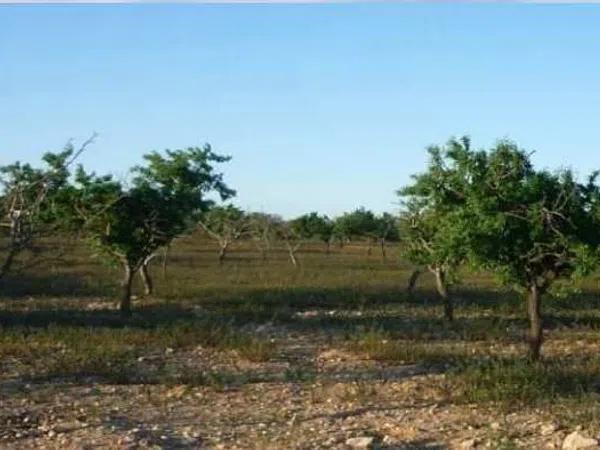 Terreno en Balsares