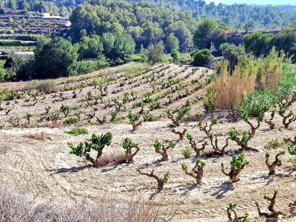 Terreno en Teulada