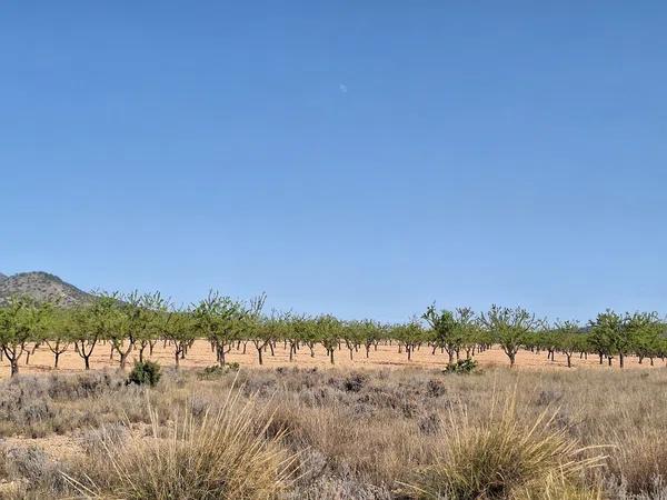 Terreno en Partida Casas de Ibañez, 19