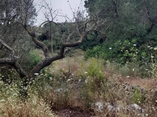 Terreno en Guadalest