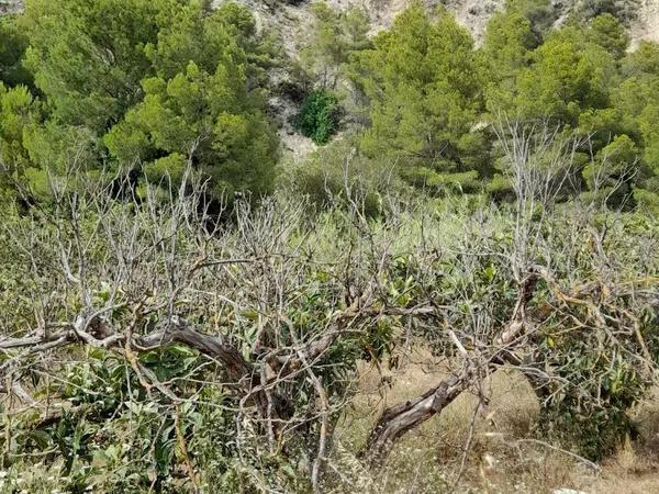 Terreno en Guadalest