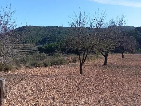 Terreno en Poligono 12, parcela 70, Partida Castillo s/n