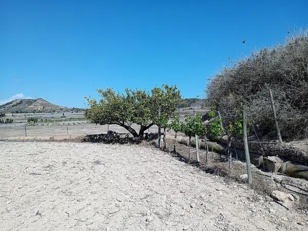 Terreno en Monforte del Cid