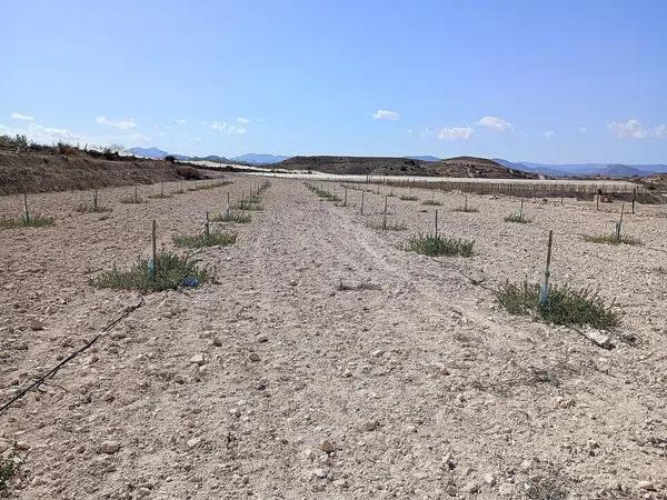 Terreno en Monforte del Cid