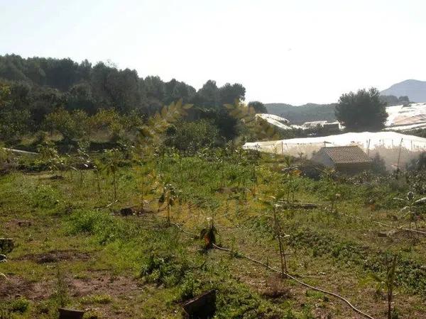 Terreno en Partida Segarra