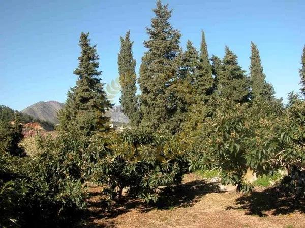 Terreno en Partida Segarra