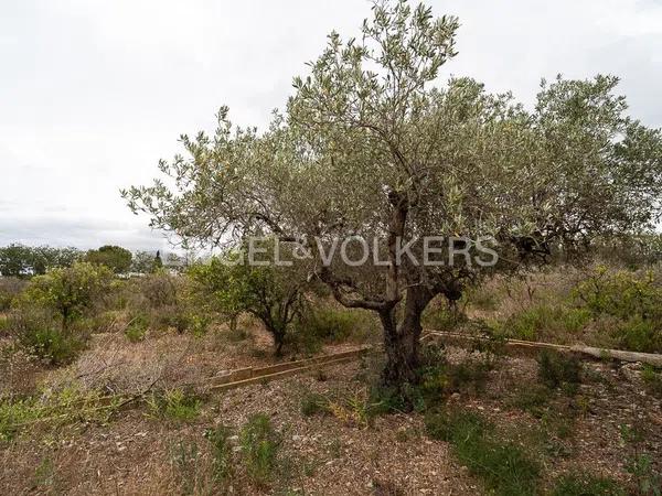 Terreno en Ondara