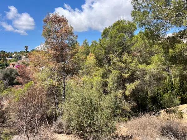 Terreno en La Viña - Montemar - San Jaime