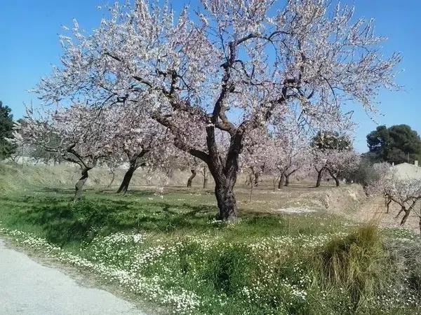 Terreno en avenida de Elche, 18