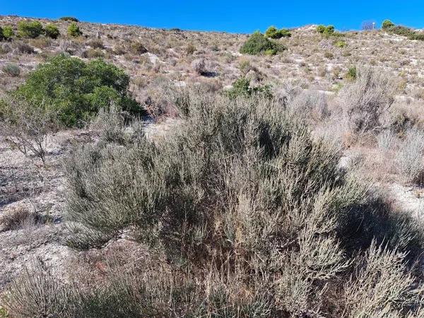 Terreno en Cañada del Fenollar