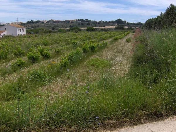 Terreno en Partida Benimalluny