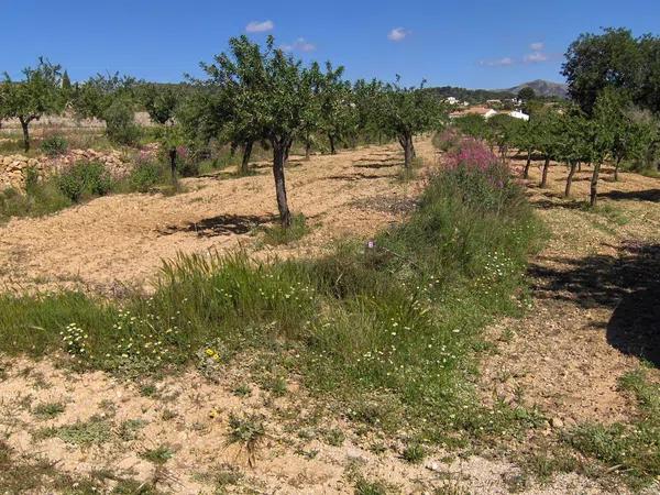 Terreno en Partida Benimalluny