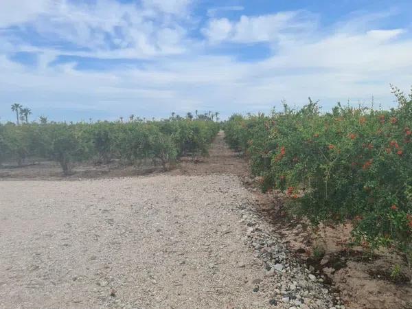 Terreno en La Hoya-Daimes-El Derramador