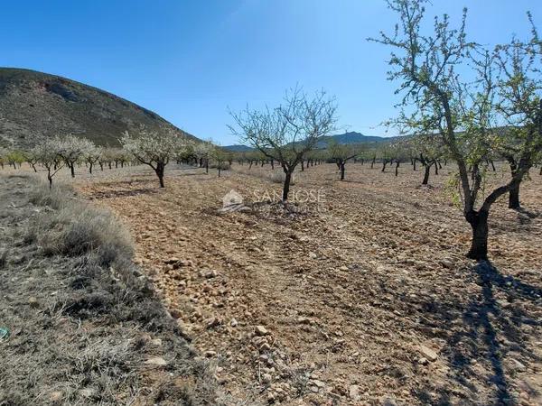 Terreno en La Murada-Los Vicentes