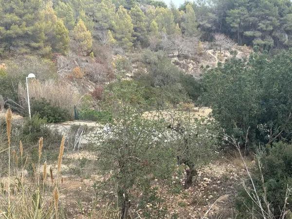 Terreno en calle del Camí Vell de la Fustera